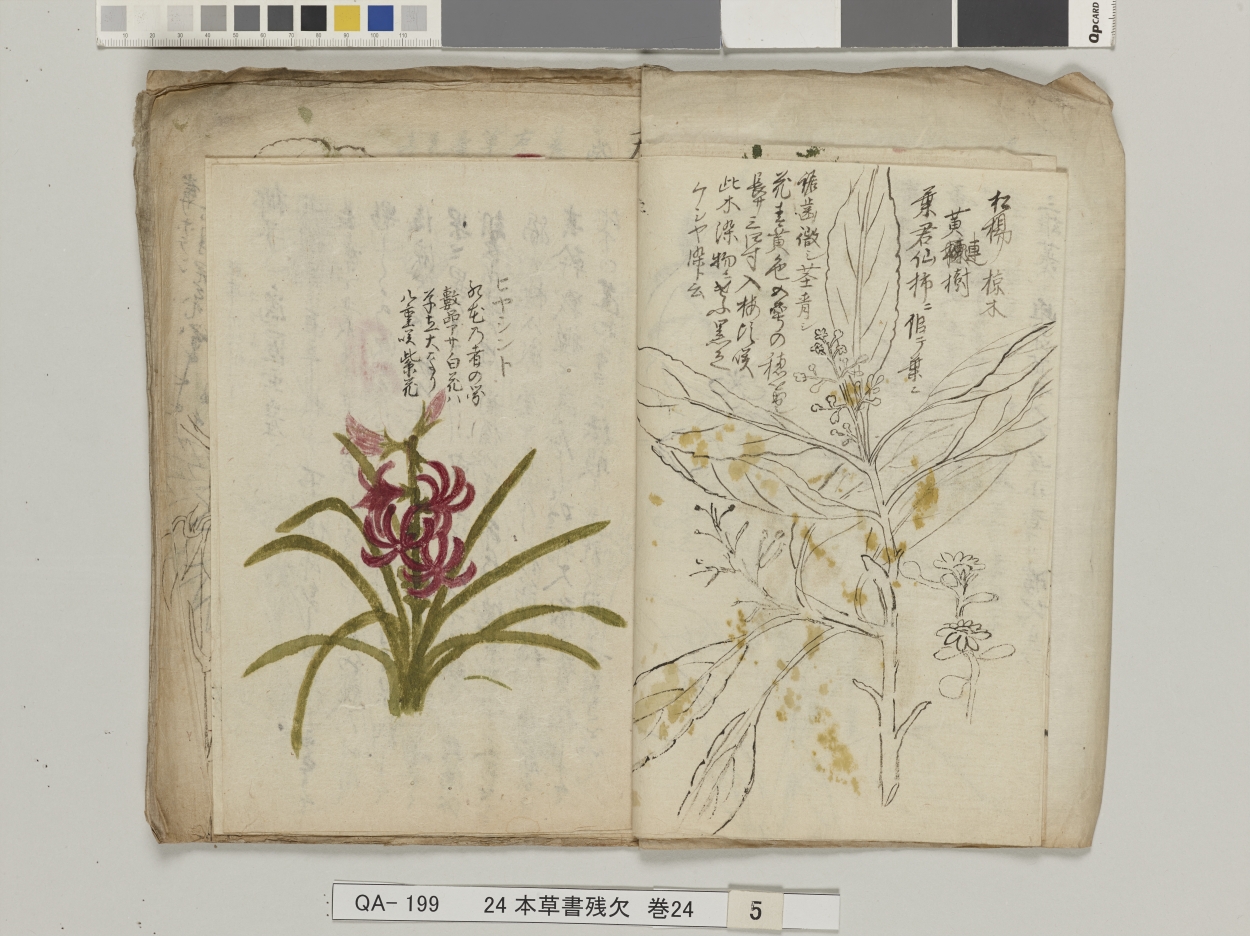 E0037549 草木諸図・雑説＿本草書残欠 - 東京国立博物館 画像検索